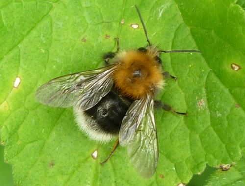Bombus hypnorum